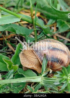 Snail on a green grass slowly creeping Stock Photo - Alamy