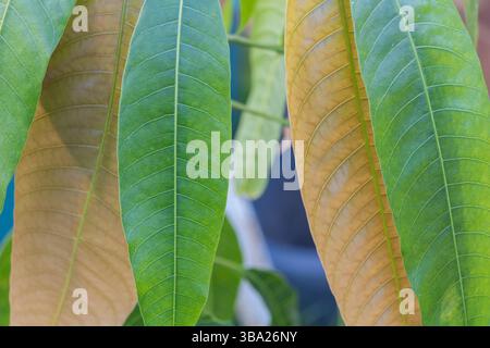 Close-up of Mango Tree Leaves with Green and Yellowing Areas. Stock Photo