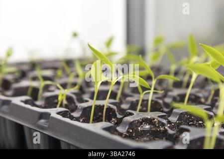 Pepper seedling transplants growing in a plastic tray. Sprouting pepper seedlings in propagator trays. Shallow depth of field. Coloring and processing Stock Photo
