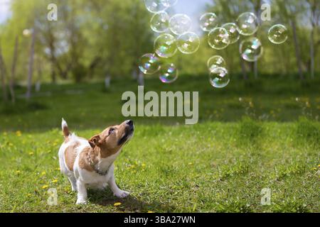 Dog breed jack russell looks at soap bubbles on green grass. Beautiful dog in nature Stock Photo