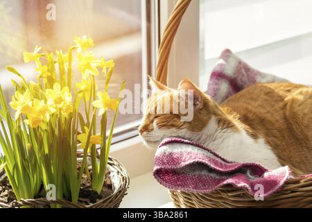 Morning sunlight on the sleeping red cat. Cute funny red-white cat on the windowsill in basket with blossom yellow daffodils, close up Stock Photo