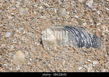 A shell and pebbles around it Stock Photo