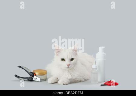 Cute white cat with accessories on light background Stock Photo