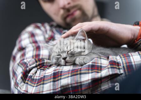 Caucasian male holds small cute gray Scottish Straight kitten in arms that falls asleep at home on couch. Man hands safely hold tiny sleeping British Stock Photo