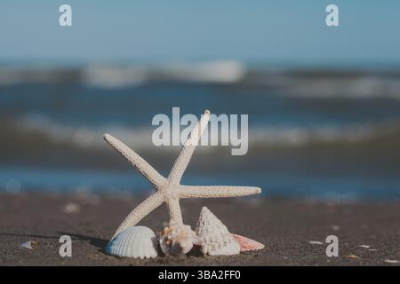 Starfish and seashells on the sand beach Stock Photo