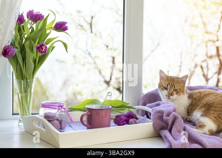 Cozy home concept. Purple fresh tulips in glass vase. Macaroons in glass jar. Cup of hot tea. White tray. Lilac blanket on the windowsill. Red white c Stock Photo