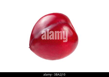 Single red mirabelle plum (Prunus domestica syriaca) isolated on white background, Liptovsky Hradok, Slovakia, Europe Stock Photo