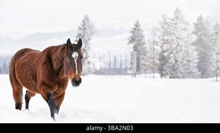 Dark brown horse wades on snow covered field, blurred trees in background, wide banner, space for text left on right side, Vychodna, Slovakia, Europe Stock Photo