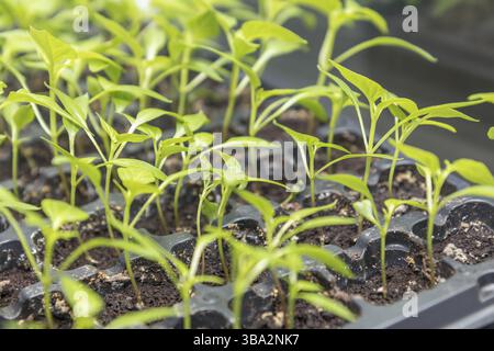 Pepper seedling transplants growing in a plastic tray. Sprouting pepper seedlings in propagator trays. Shallow depth of field. Coloring and processing Stock Photo