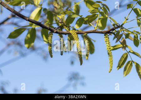 Spring blossoms tree walnuts with young green leaves on blue sky backgrounds, selective focus Stock Photo