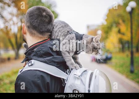 Portrait of tall young Caucasian happy man outdoor playing with gray funny handsome kitten sits on his back on transparent cat backpack carriers bag, Stock Photo