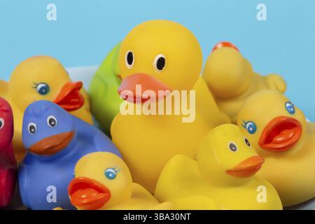 Multi-colored rubber ducks on a blue background Stock Photo