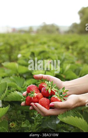 Woman hands holding hands full of freshly picked strawberries, blurred self pick strawberry farm in background. Space for text in upper part, Liptovsk Stock Photo