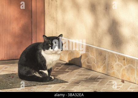 Cut black-white cat sitting on the doorstep of the house. Sunny beautiful winter day. Close up, copy space Stock Photo