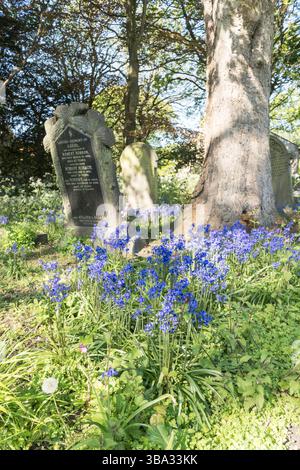 Bluebells flowering between the graves  in a churchyard, England, UK Stock Photo