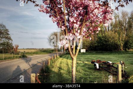 HDR picture of a Dutch rural landscape on a sunny day in may Stock Photo