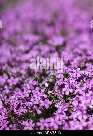Shallow depth of field photo, only few blossoms in focus, bed of pink flowers, blurred space for text above. Abstract spring floral background, Liptov Stock Photo