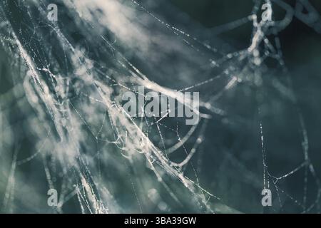 Abstract background from morning dew on a spider web. Nature inspiration Stock Photo