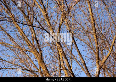 Tree branches with spring buds against the sky Stock Photo