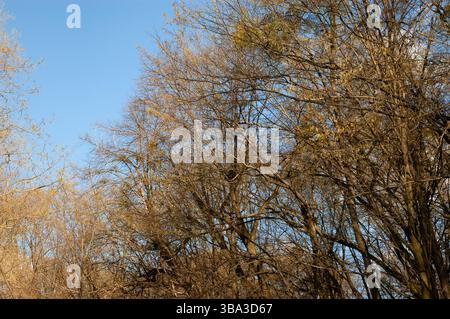 Tree branches with spring buds against the sky Stock Photo