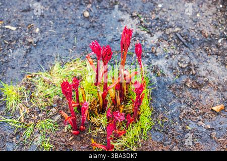 Bright red peony sprouts emerging from turf block placed in moist spring soil after planting in garden. Sweden. Stock Photo