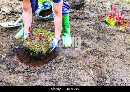 Person planting peony sprouts into garden soil using turf block with red shoots and green roots. Sweden. Stock Photo