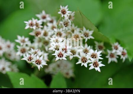 White Mukdenia rossii, red leaved mukdenia or fan plant, in flower Stock Photo