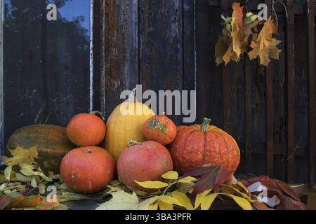 Big bright orange pumpkins on old dark wooden background. Autumn halloween background Stock Photo