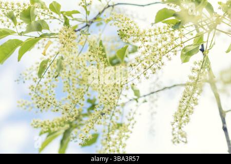 Beautiful spring scene with many little flowers. Cherry bird-cherry tree blossom. Blue sky background. Toned photo. Shallow depth of the field Stock Photo