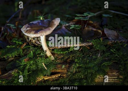 Pluteus is a large genus of fungi with over 300 species. They are wood rotting saprobes with pink spore prints and gills that are free from the stem Stock Photo