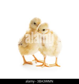 Two cute chicks isolated on white. Gossip concept Stock Photo