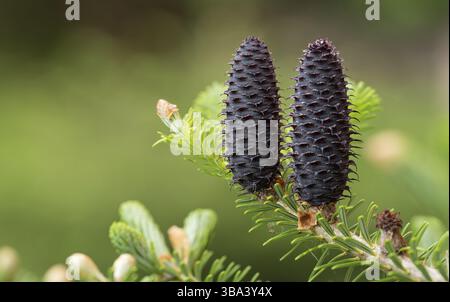 Young spruce abies species cones growing on branch with fir, closeup detail Stock Photo