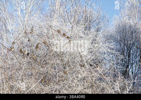 Sparrows on the frosty bush branches. Blue clear winter sky, sunny day. Beautiful winter background Stock Photo