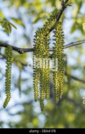 Spring blossoms tree walnuts with young green leaves on blue sky backgrounds, selective focus Stock Photo