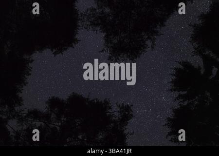 Looking up coniferous trees, clear night sky with many stars above, Liptovsky Hradok, Slovakia, Europe Stock Photo