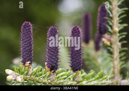 Young purple spruce abies species cones growing on branch with fir, closeup detail, Liptovsky Hradok, Slovakia, Europe Stock Photo