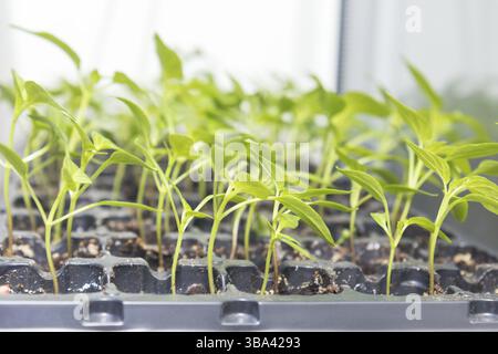 Pepper seedling transplants growing in a plastic tray. Sprouting pepper seedlings in propagator trays. Shallow depth of field. Coloring and processing Stock Photo