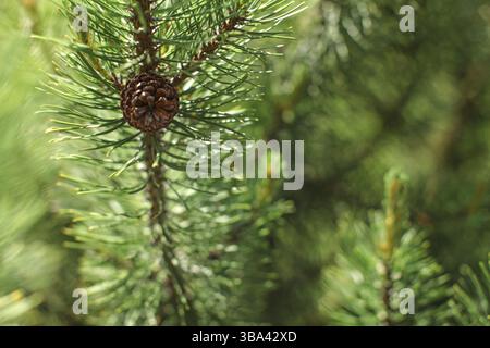 Shallow depth of field photo, only small coniferous cone in focus, detail on young green fir tree, sun shines in back. Abstract spring forest backgrou Stock Photo