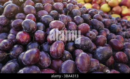 Pile von dunklen lila Pflaumen auf dem Markt fuer Strassenobst Stock Photo