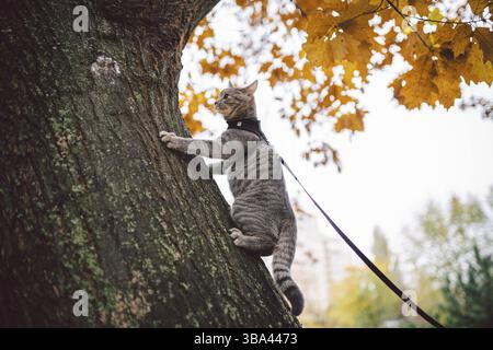 Domestic young kitten male gray good shape well-groomed, dressed safe cat leash harness, sitting on a tree attentively surprised looks, portrait isola Stock Photo