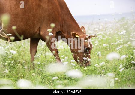 Eine rote Kuh grast auf einer Blumenwiese Stock Photo