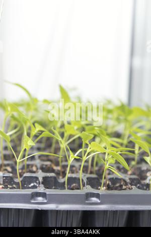 Pepper seedling transplants growing in a plastic tray. Sprouting pepper seedlings in propagator trays. Shallow depth of field. Coloring and processing Stock Photo