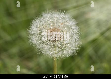 White fluffy dandelion flower with seeds on blurred green background in the sun. Close-up selective focus image Stock Photo