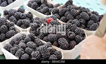 Blackberries in paper cups on display at farmer market, Brno, Czech Republic, Europe Stock Photo