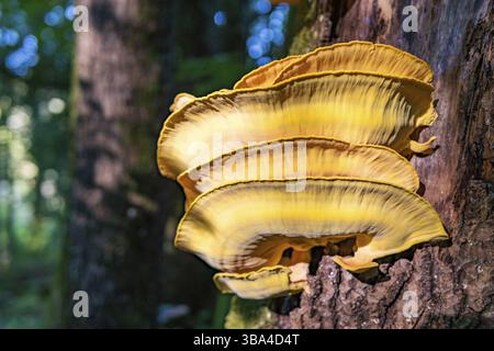 Beautiful multi-colored mushrooms in the autumn forest in Germany Stock Photo
