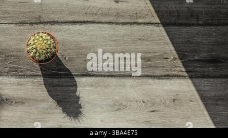 Tabletop view, small cactus in pot and gray wood desk, morning sun casting long shadows. Space for text on right, Liptovsky Hradok, Slovakia, Europe Stock Photo