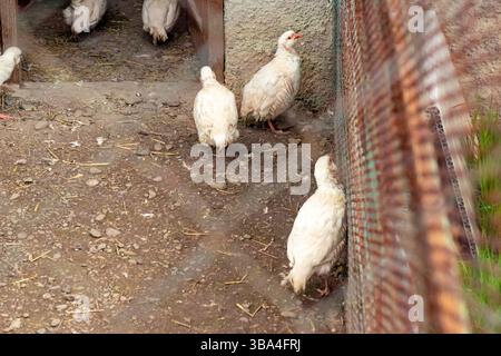 Group of small white partridges with red beaks walking on a dirt ground near a rustic shelter Stock Photo