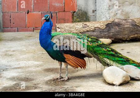Bright and elegant peacock standing proudly with vibrant green and blue feathers fully displayed Stock Photo