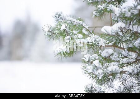 Spruce branches covered with white snow against the background of a blurred forest Stock Photo