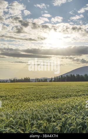 Field of unripe green wheat with backlight sun behind clouds shining over it, trees and small hill in background, Liptovska Kokava, Slovakia, Europe Stock Photo